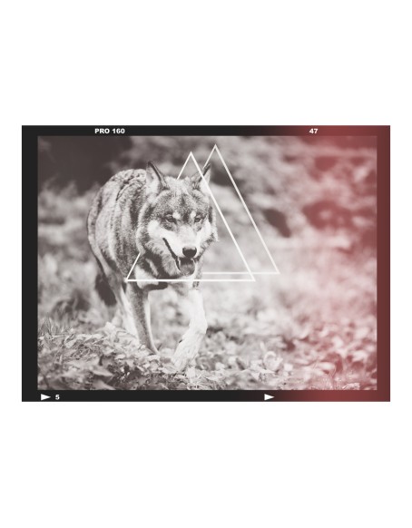 Фототапет - wolf - photo