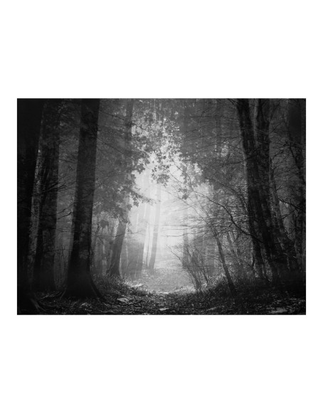 Фототапет - Forest of shadows