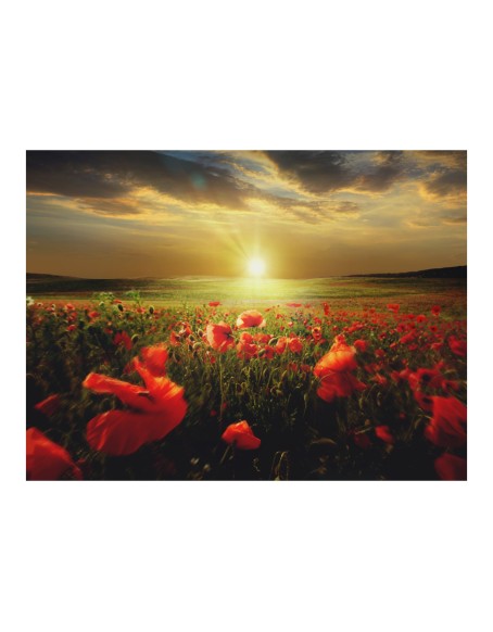 Фототапет - Morning on the poppy meadow