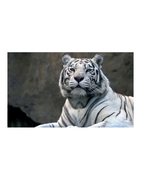 Фототапет - Bengali tiger in zoo