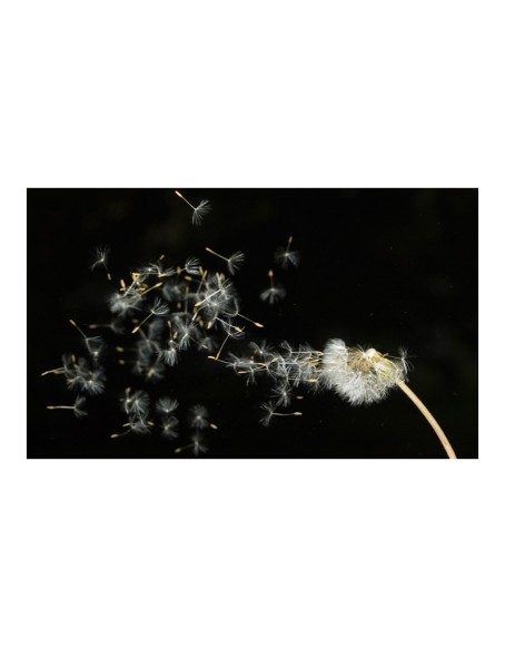 Фототапет - Dandelion seeds carried by the wind