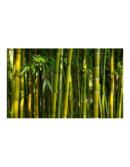 Фототапет - Asian bamboo forest