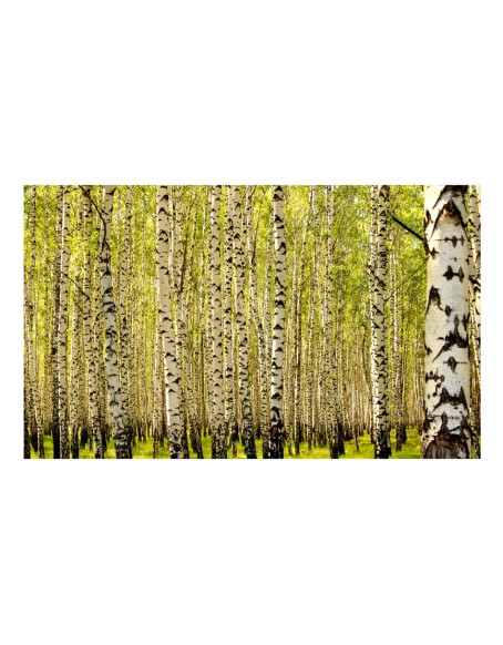 Фототапет - Birch forest