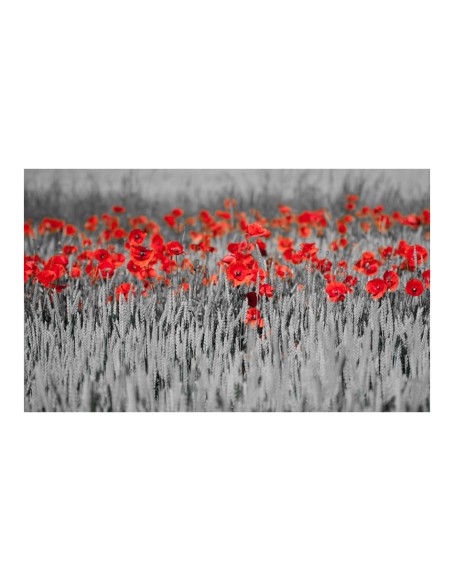 Фототапет - Red poppies on black and white background