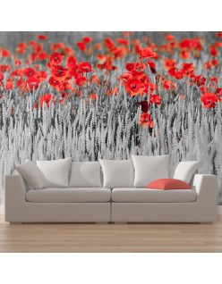 Фототапет - Red poppies on black and white background