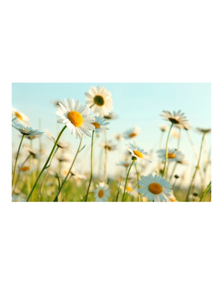 Фототапет - Daisies - spring meadow