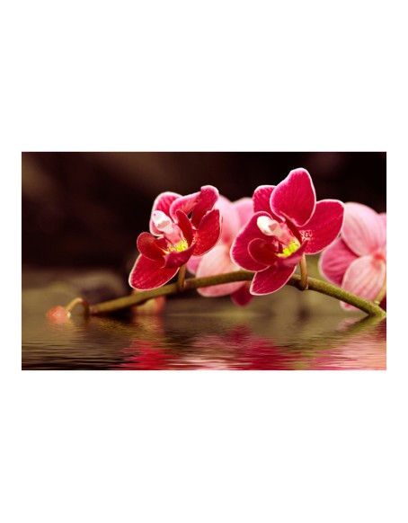 Фототапет - Beautiful orchid flowers on the water