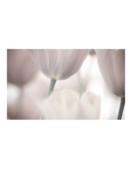 Фототапет - Tulips fine art - black and white