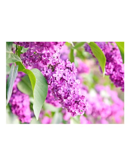 Фототапет - Lilac flowers