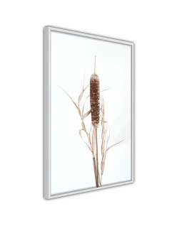 Плакат - Typha