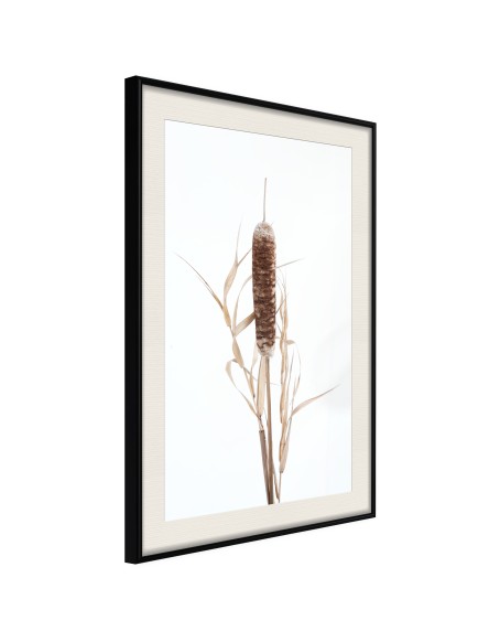 Плакат - Typha