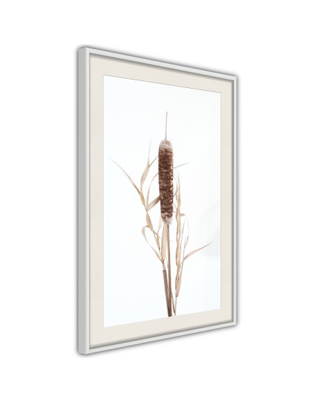 Плакат - Typha