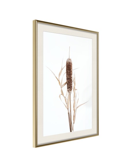 Плакат - Typha