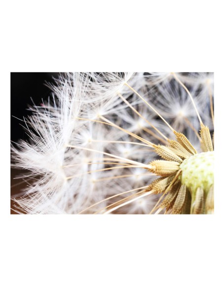 Фототапет - Fluffy dandelion