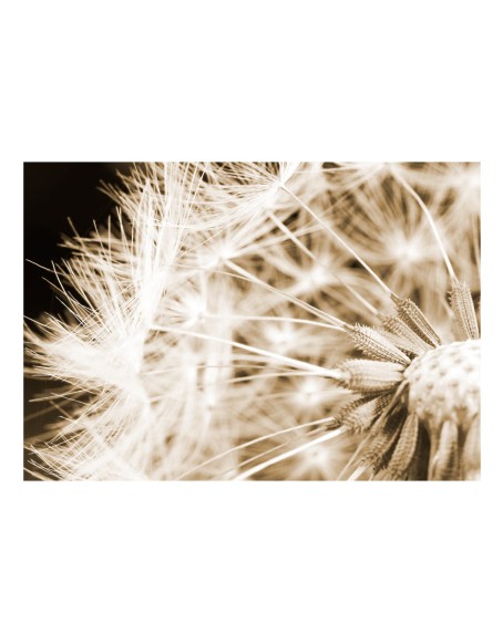 Фототапет - Dandelion - sepia