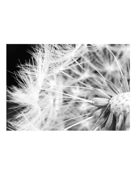 Фототапет - Black and white dandelion