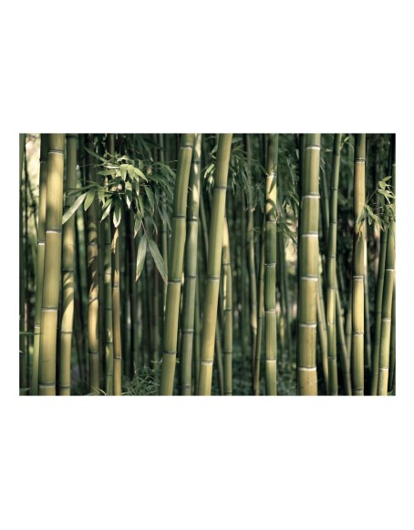 Фототапет - Bamboo Exotic