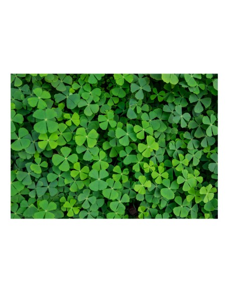 Фототапет - Green Clover