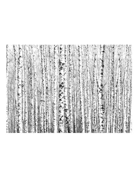 Фототапет - Birch forest