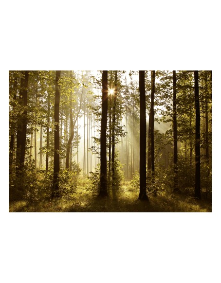 Самозалепващ фототапет - Forest: Morning Sunlight 