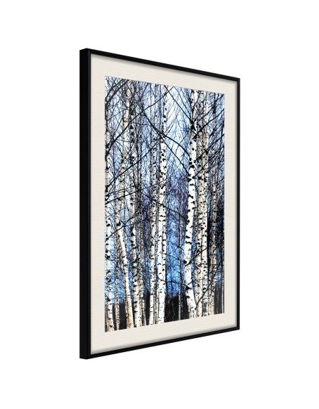 Плакат - Winter Birch Trees