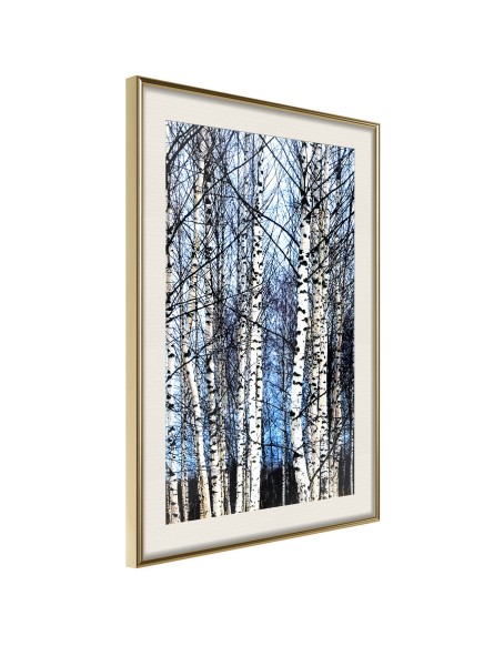 Плакат - Winter Birch Trees