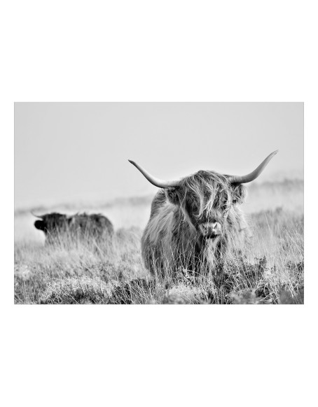 Фототапет - Highland Cattle