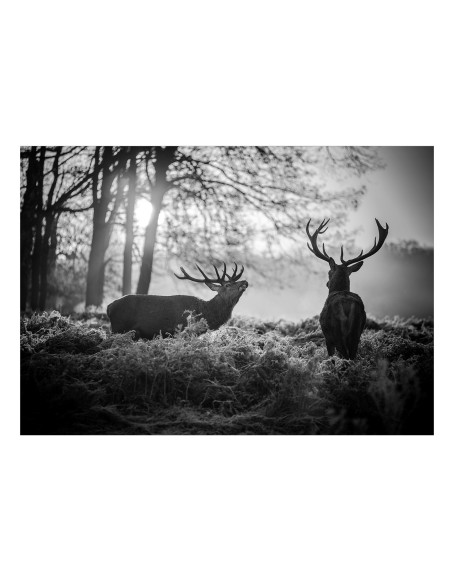 Фототапет - Deers in the Morning