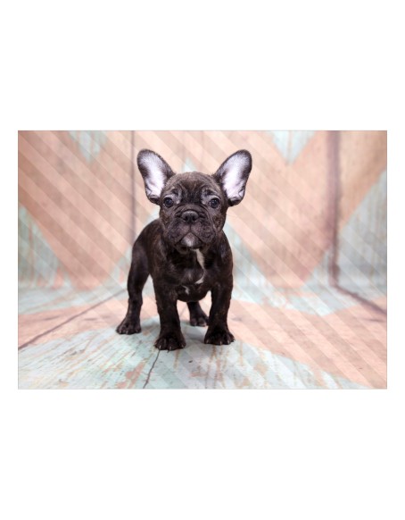 Фототапет - French Bulldog