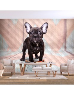 Фототапет - French Bulldog