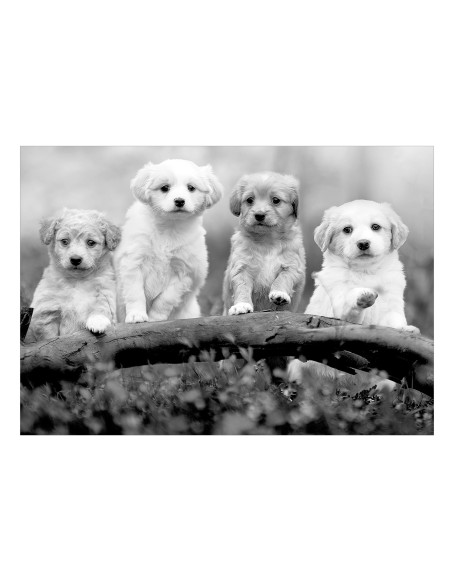 Фототапет - Four Puppies