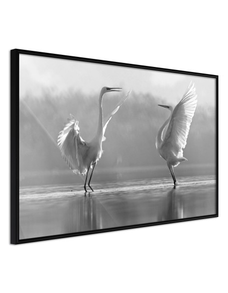 Плакат - Black and White Herons