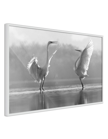 Плакат - Black and White Herons