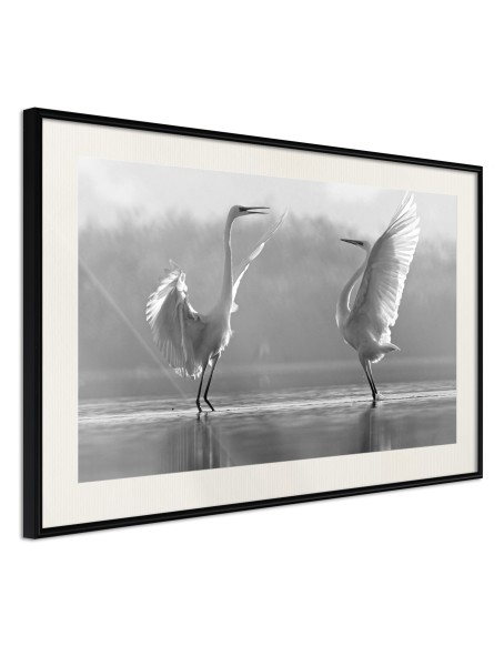 Плакат - Black and White Herons