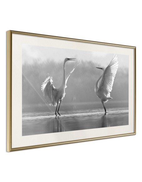 Плакат - Black and White Herons